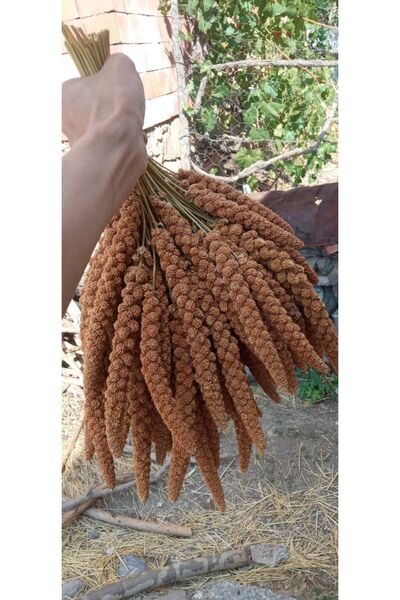 shop Kızıl Dal Darı Yeni Mahsul 1.kalite! Orta Boy 15-25cm 500 gram