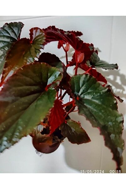 SARMASK Begonya ( 40 - 60 Cm ) Buyuk Boy Dolgun Form