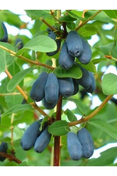 fidanistanbul Bal Yemişi Fidanı Lonicera caerulea Honeyberry Promosyon Saksıda