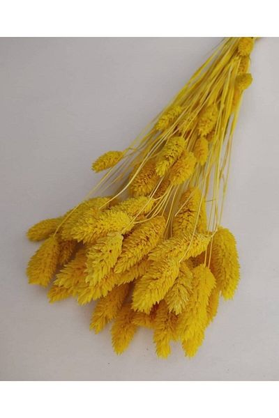 Mutlubi Ξηρό λουλούδι Phalaris (Bird Grass) Ματσάκι 20 κόκκων – Διακόσμηση τεχνητών λουλουδιών, Στολίδι γραφείου, Φόντο