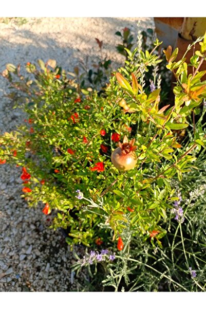 AYDOĞDU Saksılı süs narı nar fidanı