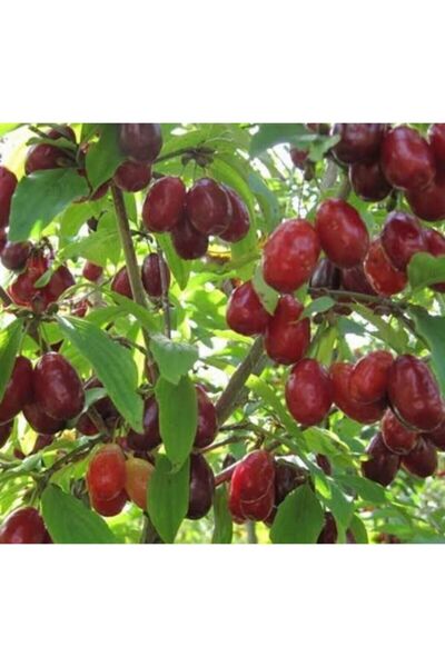 Önderler Kızılcık Fidanı Tüplü