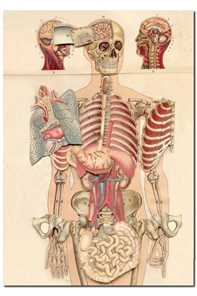 Cakatablo Ahşap Tablo Iç Organlar Insan Anatomisi Görseli (35x50 Cm Boyut)