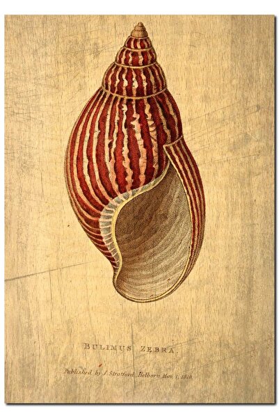 Cakatablo Ahşap Tablo Zebra Renkte Deniz Kabuğu Görseli (50x70 Cm Boyut)