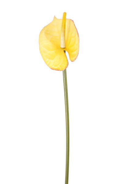 Yapay Çiçek Deposu Floare Artificială Lavabilă din Silicon Anthurium 48 Cm Galben