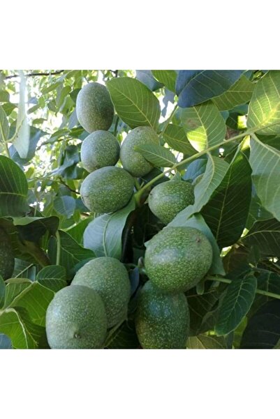 ASES Tüplü Aşılı Chandler Ceviz Fidanı 2 Yaş - 90-110 Cm Boy