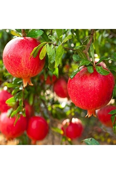 ASES Tüplü Hicaz Nar Fidanı 70-100 Cm