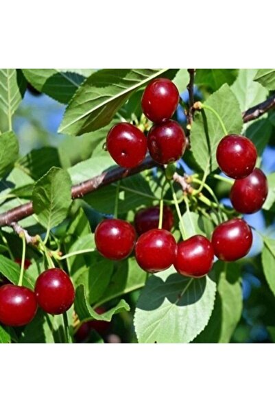 ASES Tüplü Kütahya Vişne Fidanı 2 Yaş 90-110 Cm Boy