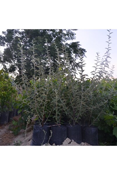 Genel Markalar 2 Yaş Tüplü Kokulu Iğde Fidanı 80-100 cm