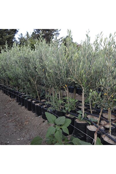 ASES Tüplü Gemlik Zeytin Fidanı 2 Yaş
