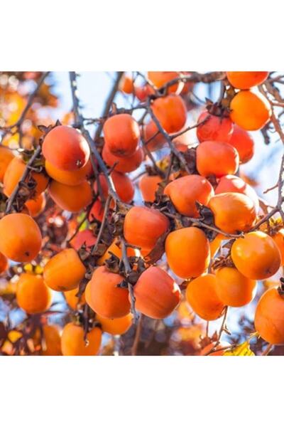 ASES Tüplü Aşılı Kakolu Cennet Meyvesi (hachiya)fidanı