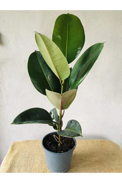 SUKULENTİSTANBUL Ficus Elastica ( Yeşil Renk Yapraklı) Kauçuk Çiçeği 12cm Sak...