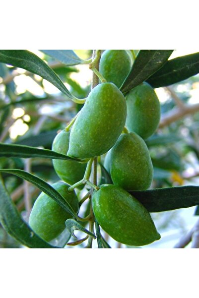 ASES Tüplü 5-6 Yaş 8-14 Kutur Gemlik Zeytin Fidanı (meyve Verme Durumunda)