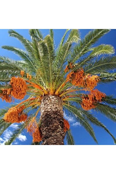 ASES Saksıda Arabistan Hurması Fidanı 4 Yaş 100-120 Cm Boy