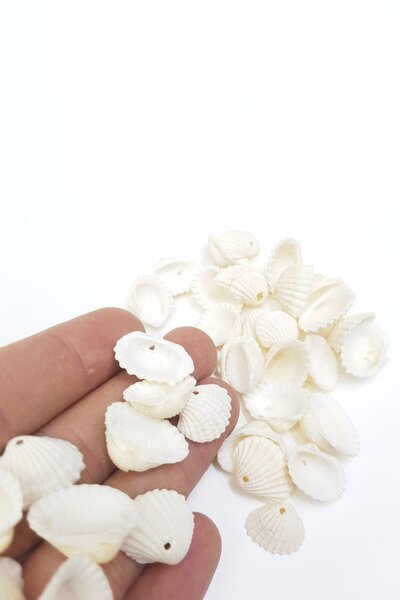 Limelia Λευκό κοχύλι μύδι