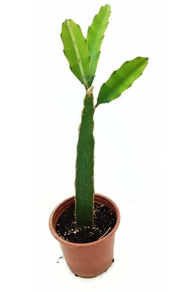 OSKARYUM Pitaya Ejder Meyvesi Fidanı Jumbo Boy (meyve Vermeye Hazır)