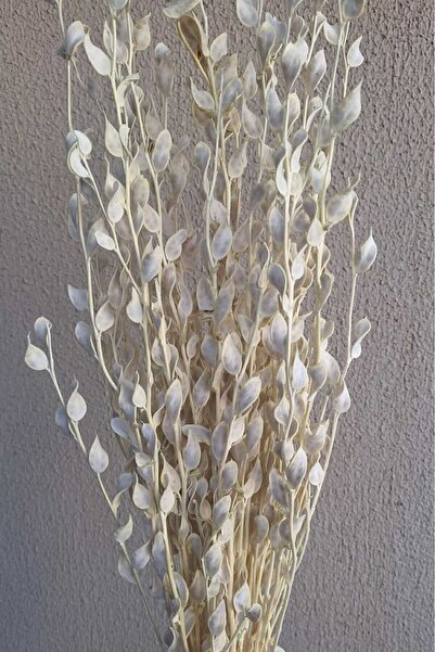 Genel Markalar Beyazlatılmış Sedef Çiçeği 15 Dal(KURU ÇIÇEK)