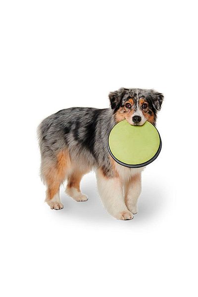 Tchibo Dog Throwing Disc, Green Combo