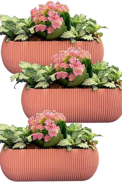 TEMMUZ HOME 3 Adet 2 No Lu Uzun Mercan Kaktüs Sukulent Ve Çiçek Saksısı