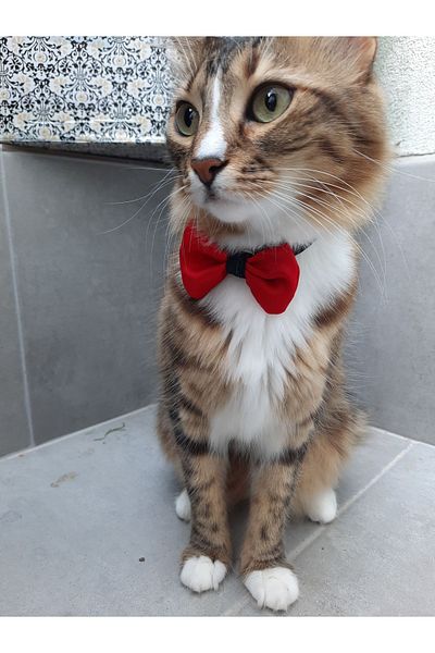 Cebera MG Bow Cat Collar with Snap Fastener - Cat Collar