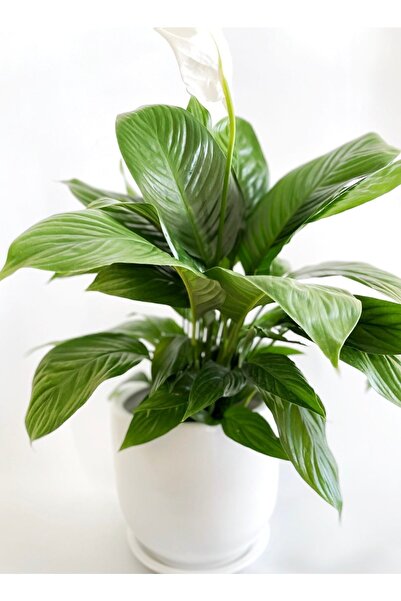 plot plant lovers of turkey Büyük Toprak Çömlek Saksı Beyaz Çap: 24cm / Delik...