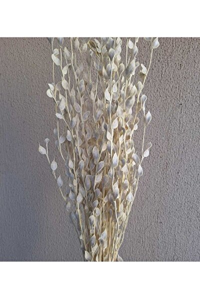 Genel Markalar Beyazlatılmış Sedef Çiçeği 15 Dal(KURU ÇIÇEK)