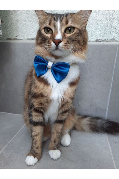 Cebera MG Bow Cat Collar with Snap Fastener - Cat Collar