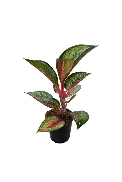 Betonish Aglaonema 'dark Pink Star'