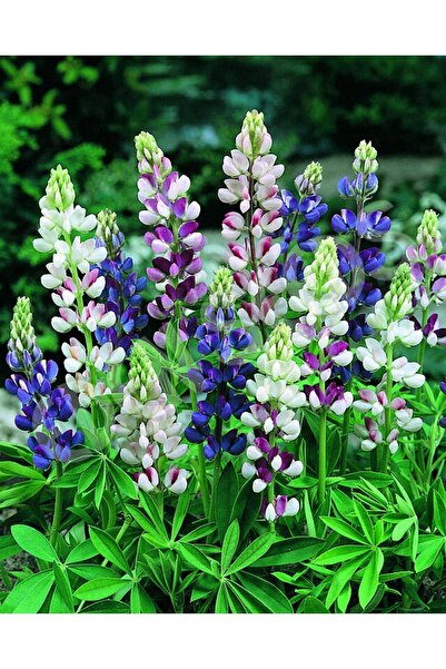 Tohum Dünyası 10 Adet Küçük Peri Lupin Tohumu- Özel Seri