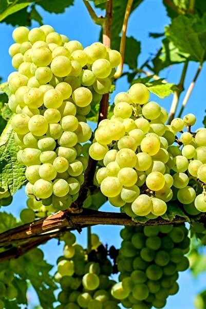 ÇİÇEKFLİX Çekirdeksiz Beyaz Üzüm( Özel Aşılı Hastalıktan Arındırılmış )açık K...