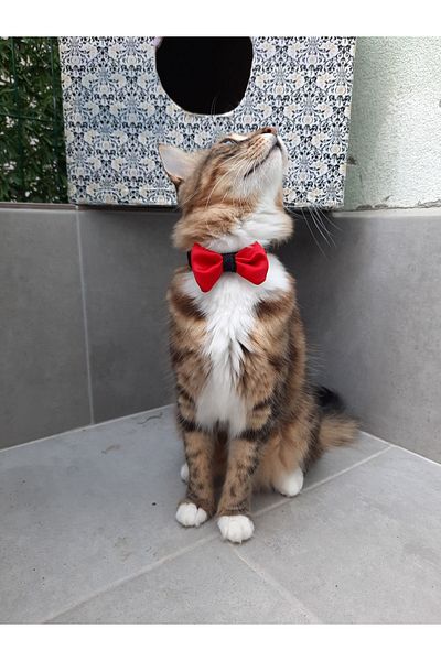 Cebera MG Bow Cat Collar with Snap Fastener - Cat Collar
