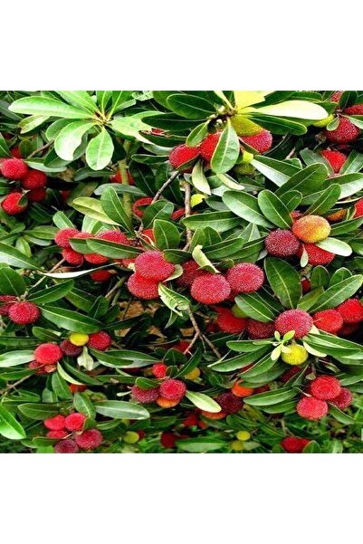 fidanistanbul Kocayemiş Fidanı Dağ Çileği , Promosyon Saksıda