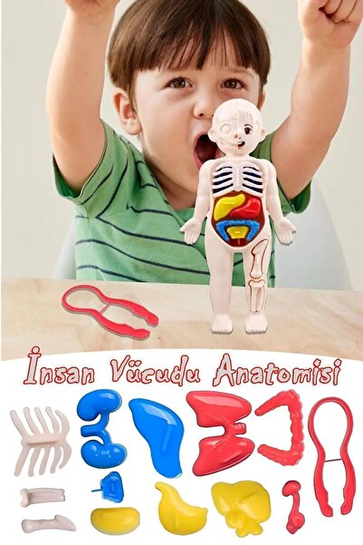 Bundeba Organları Tanıtan Eğitici Bebek Oyuncak Insan Vücudu Maketi Anatomisi Iç Organlar Bulmaca Puzzle