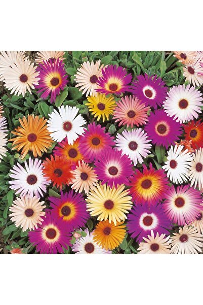 Tohum Dünyası 1000+ Adet Karışık Renkli Buz Çiçeği Tohumu- Acem Halısı