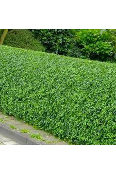 Tunç Botanik LİGUSTRUM KURTBAĞRI 30 ADET - ÇİT BİTKİSİ