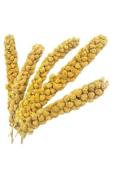 Fizzy Doğal Dal Darı