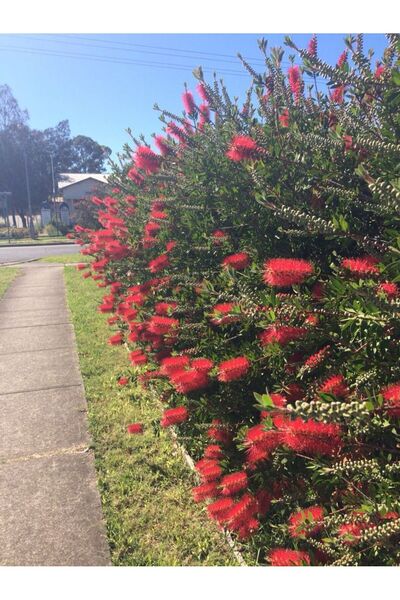 bahçevilya Fırça Çalısı Fidanı[ Callistemon Speciosus]40 60 Cm Boylarında Sak...