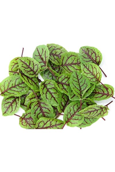 Tohum Dünyası 200+ Adet Kırmızı Damarlı Kuzu Kulağı Otu Tohumu