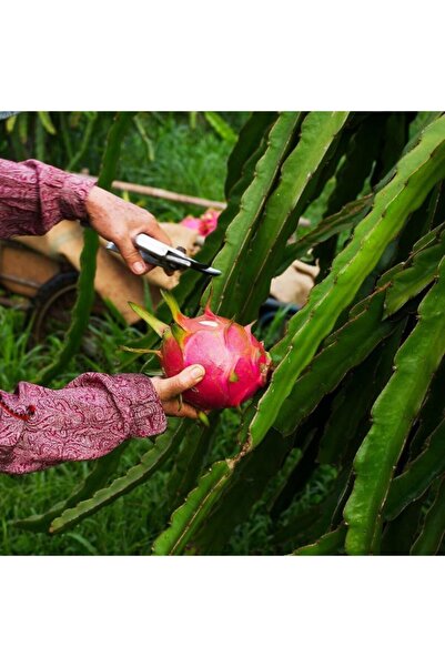 Gloria Tüplü 2 Yaş Kırmızı Pitaya Ejder Meyvesi meyve Vermeye Hazır 140 180cm