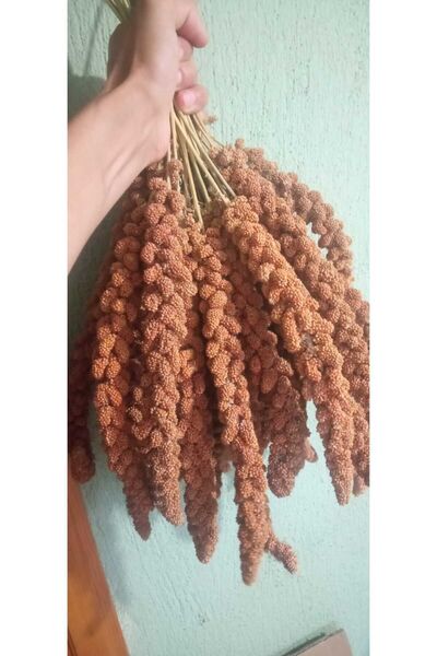 shop Tamamen Doğal ! Yeni Mahsul En Büyük Boy Kızıl Dal Darı 500 gram 1.kalite