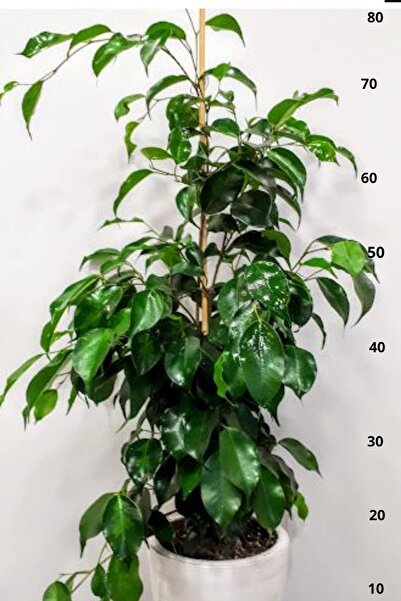 Garden Online Ficus Benjamina Daniella - Yeşil Ficus Canlı Salon Bitkisi 80 - 100 Cm