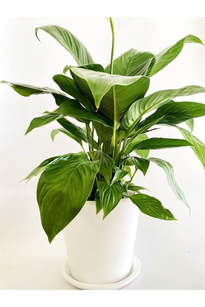 plot plant lovers of turkey 24x21 cm Beyaz Toprak Saksı, Dubai Serisi, Alt Ta...