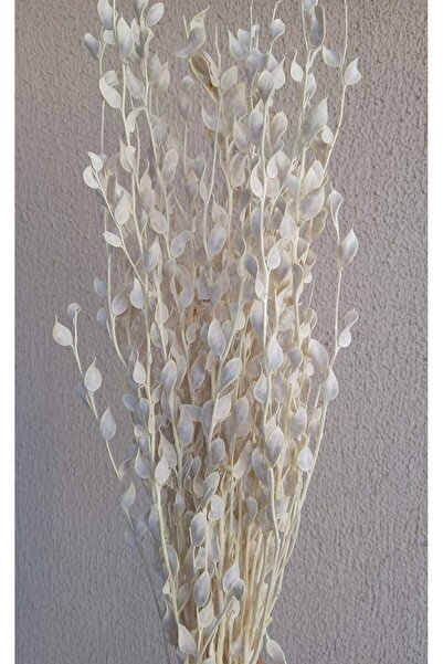 Genel Markalar Beyazlatılmış Sedef Çiçeği 15 Dal(KURU ÇIÇEK)