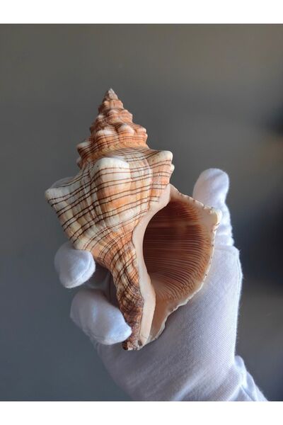 Seashell Rio Deniz Kabuğu ; Fascoloria Trapezium / 1 Adet / 13 -17 Cm