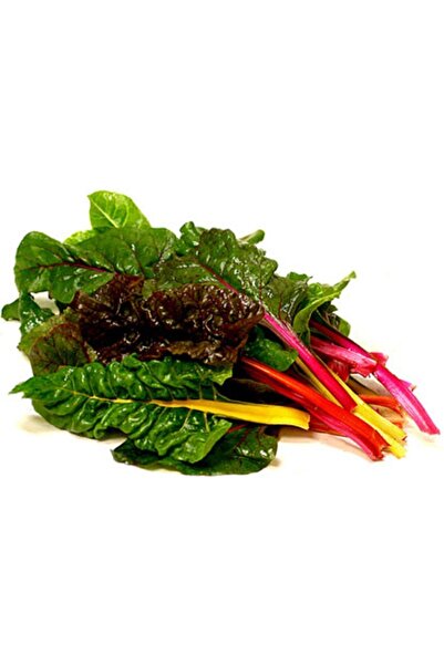 Tohum Dünyası 50 Adet Gökkuşağı Isviçre Pazı Tohumu