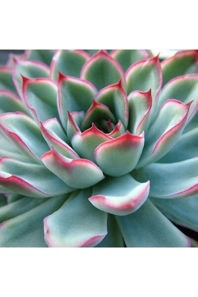 cantropikal Echeveria Pulidonis, Sarı Çiçek Açan Sukulent 5,5 Cm Saksıda