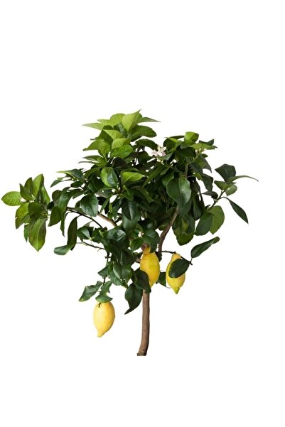 Hepsibahçemden Dörtmevsimbahçemden Tam Bodur Limon Ağacı Yediveren Car-lim
