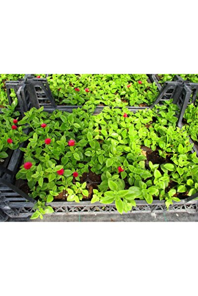 Tunç Botanik BUZ ÇİÇEĞİ 45 ADET - MEZARLIK KABİR ÇİÇEĞİ