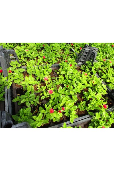 Tunç Botanik BUZ ÇİÇEĞİ 45 ADET - MEZARLIK KABİR ÇİÇEĞİ