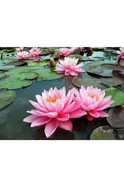 ata tohumculuk 2 Adet Tohum Nadir Bulunan Pembe Lotus Çiçeği Tohumu Lotus Su ...